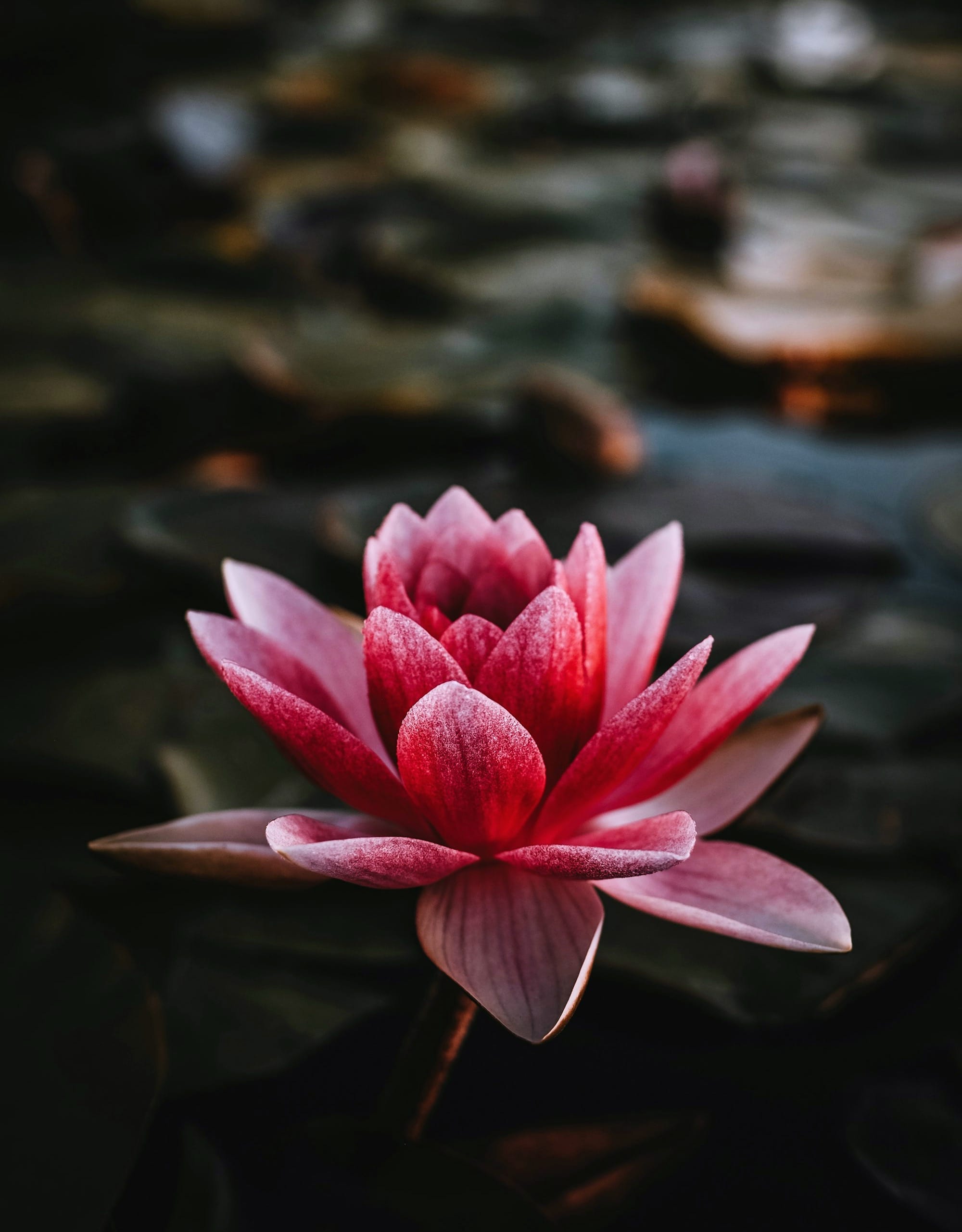Bhakti M. Rawal, PsyD